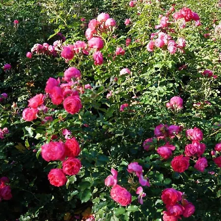 Fh Molkenberg By Interhome * Radewege