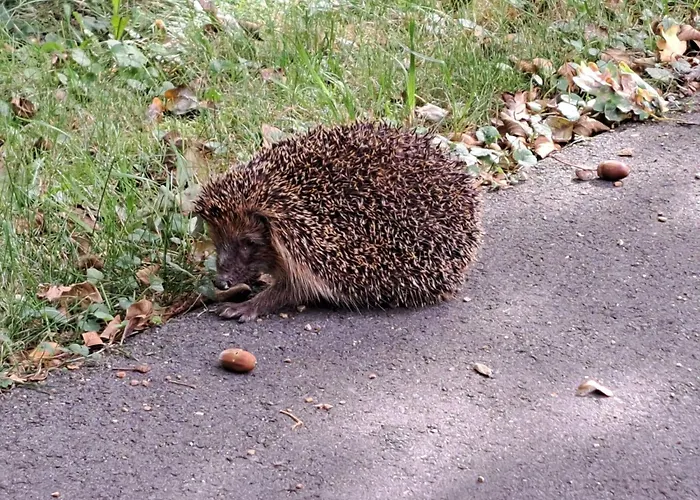Fh Molkenberg By Interhome בית נופש